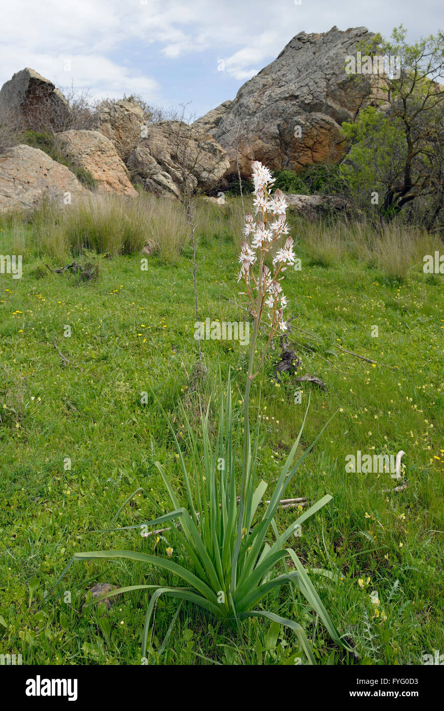 Gemeinsamen Asphodel - Asphodelus Microcarpus hoch Mittelmeer wilde Blume von Droutia erratischen Felsen Stockfoto