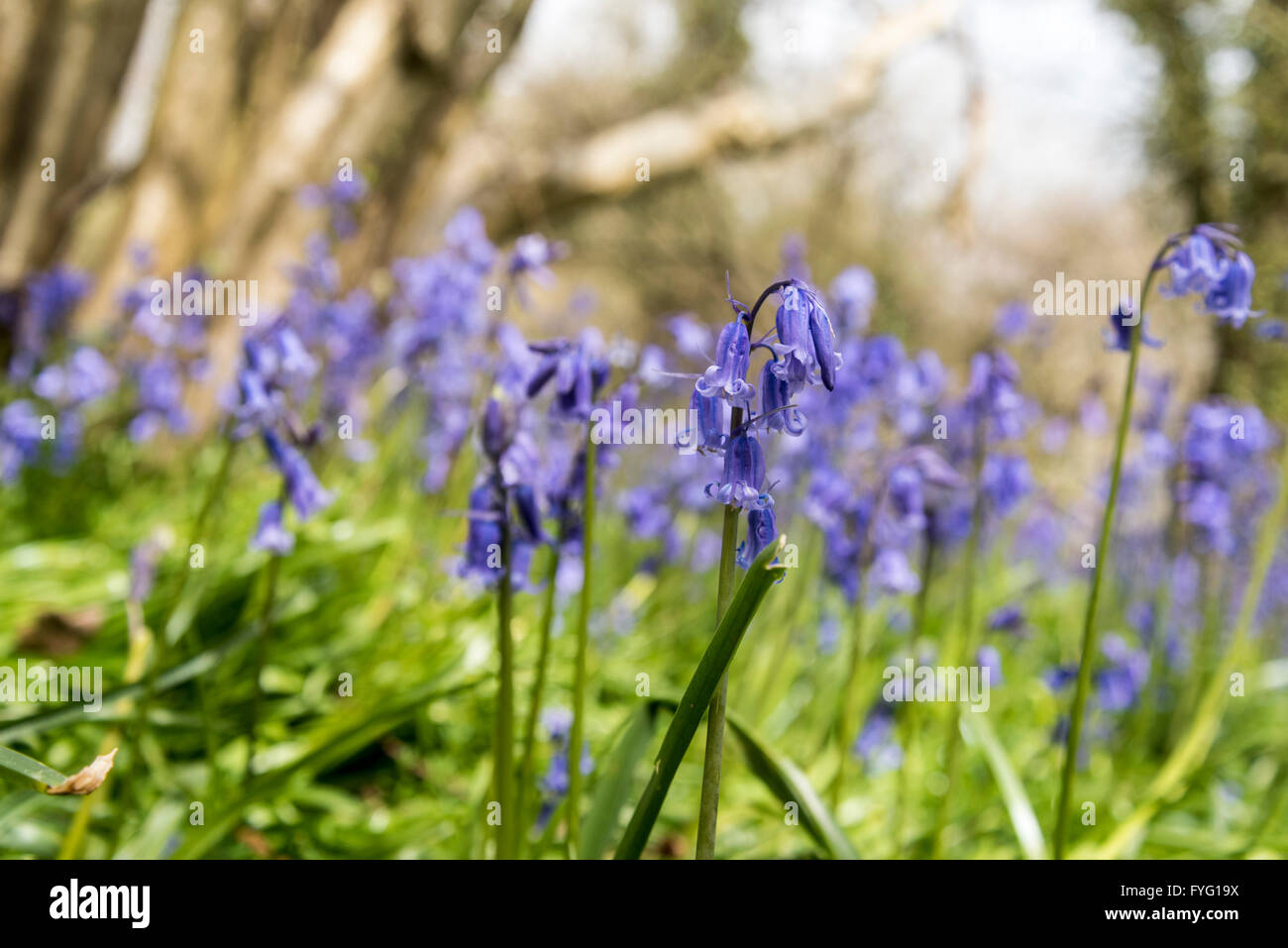 Bluebell Blumen in Plumpton Wood Stockfoto