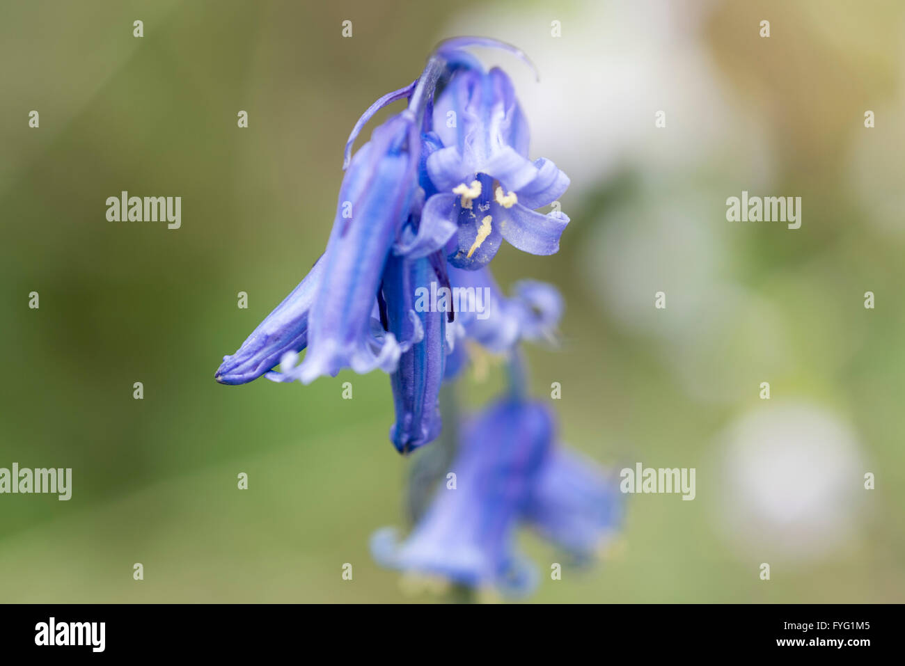 BLUEBELL Blume in Plumpton Wood zeigt die weißen Staubfäden typisch für diese Art Stockfoto