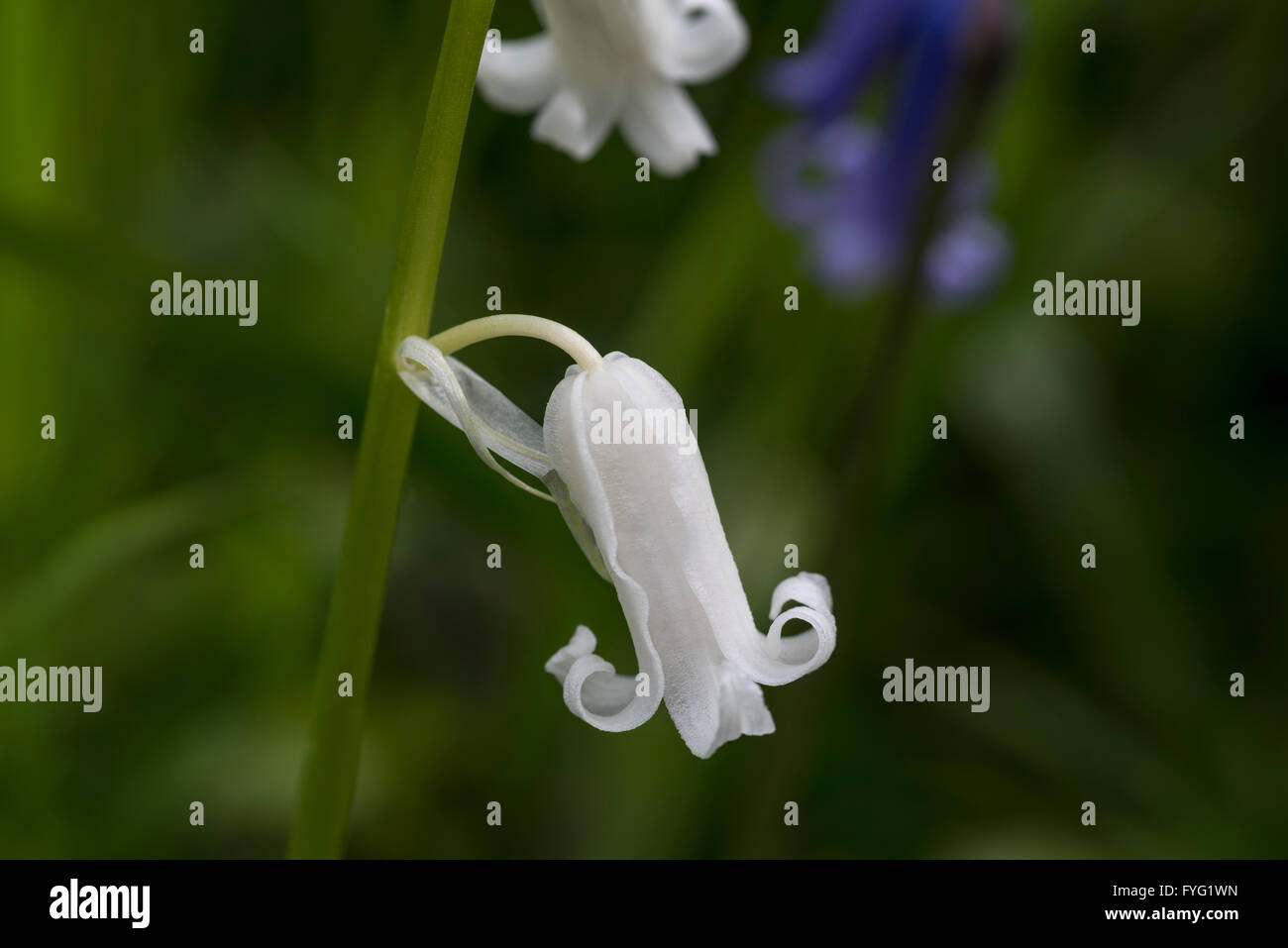 Albino Bluebell Blume in Plumpton Wood Stockfoto