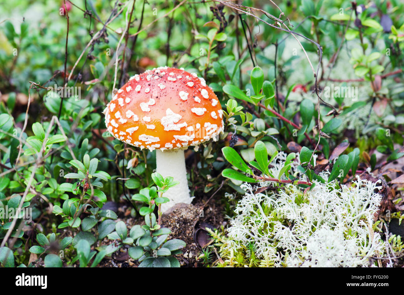 Der Pilz einen Fliegenpilz wächst man in einem Wald, unter ein Kraut Stockfoto