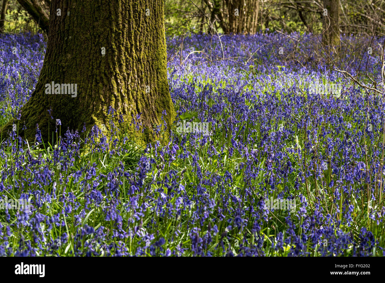 Bluebell Blumen in Plumpton Wood Stockfoto