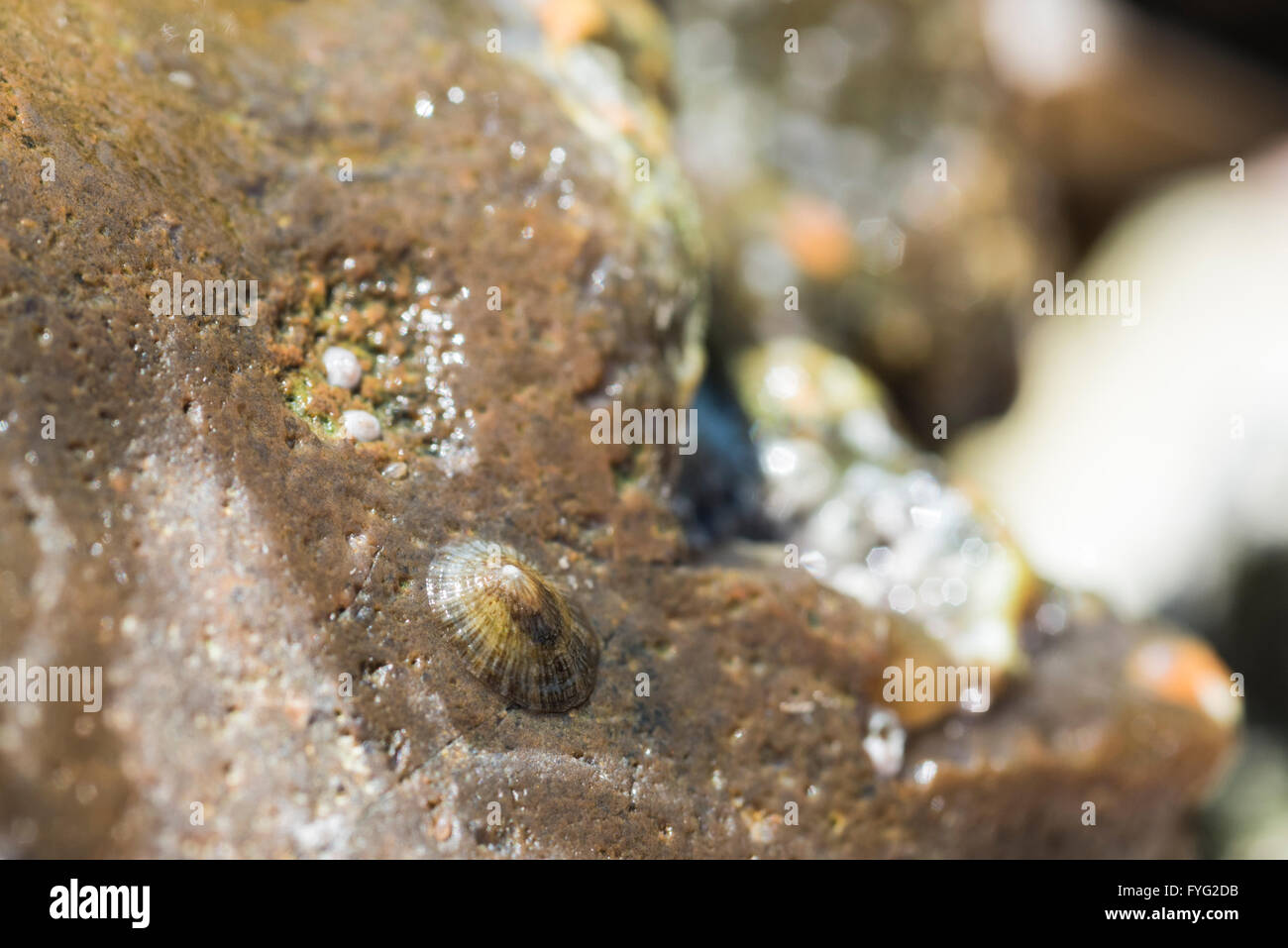 Eine juvenile gemeinsame Limpet unter einem Stein am Hop Lücke, East Sussex Stockfoto