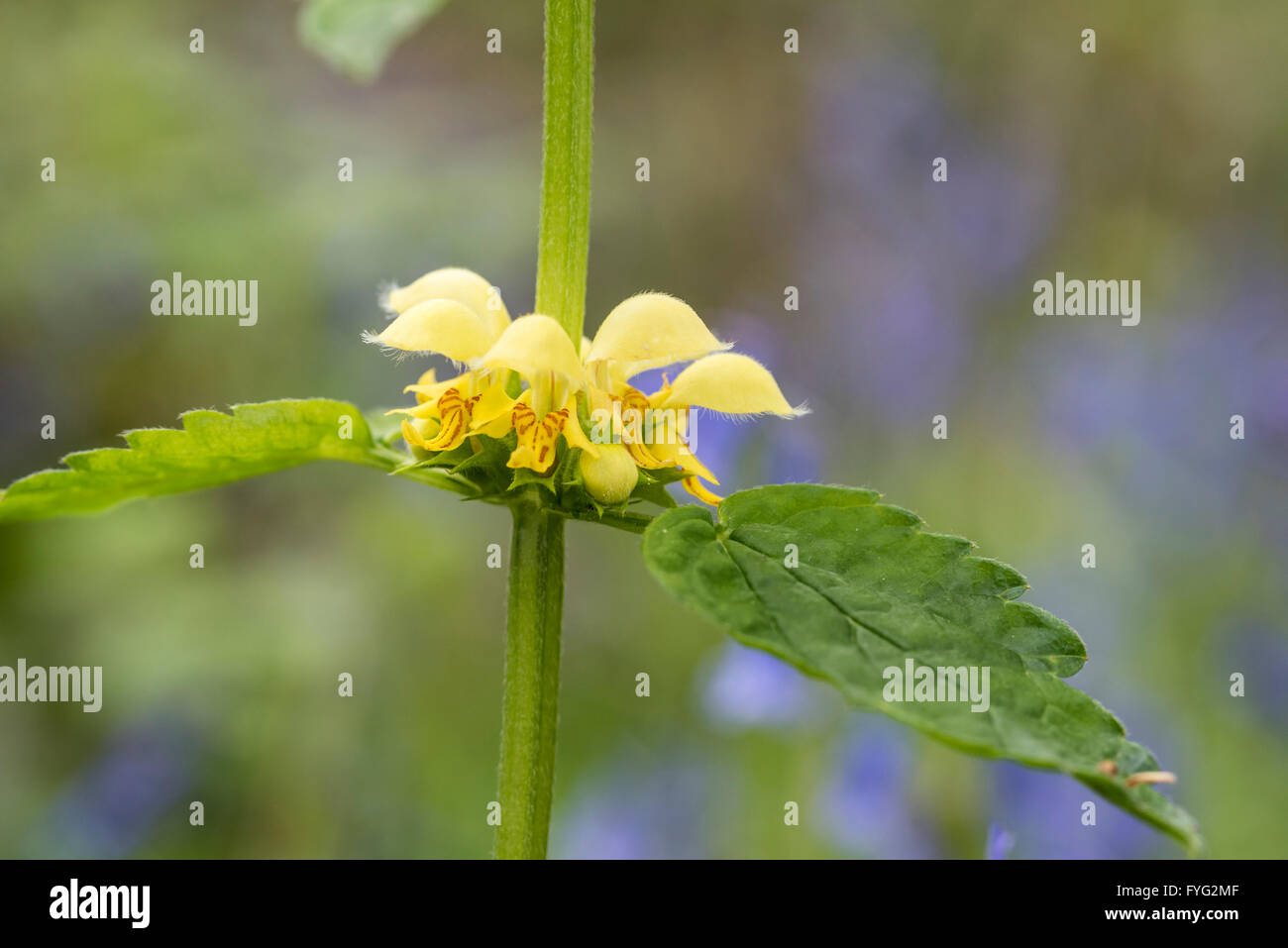 Blumen gelb Erzengel in Plumpton Holz Stockfoto