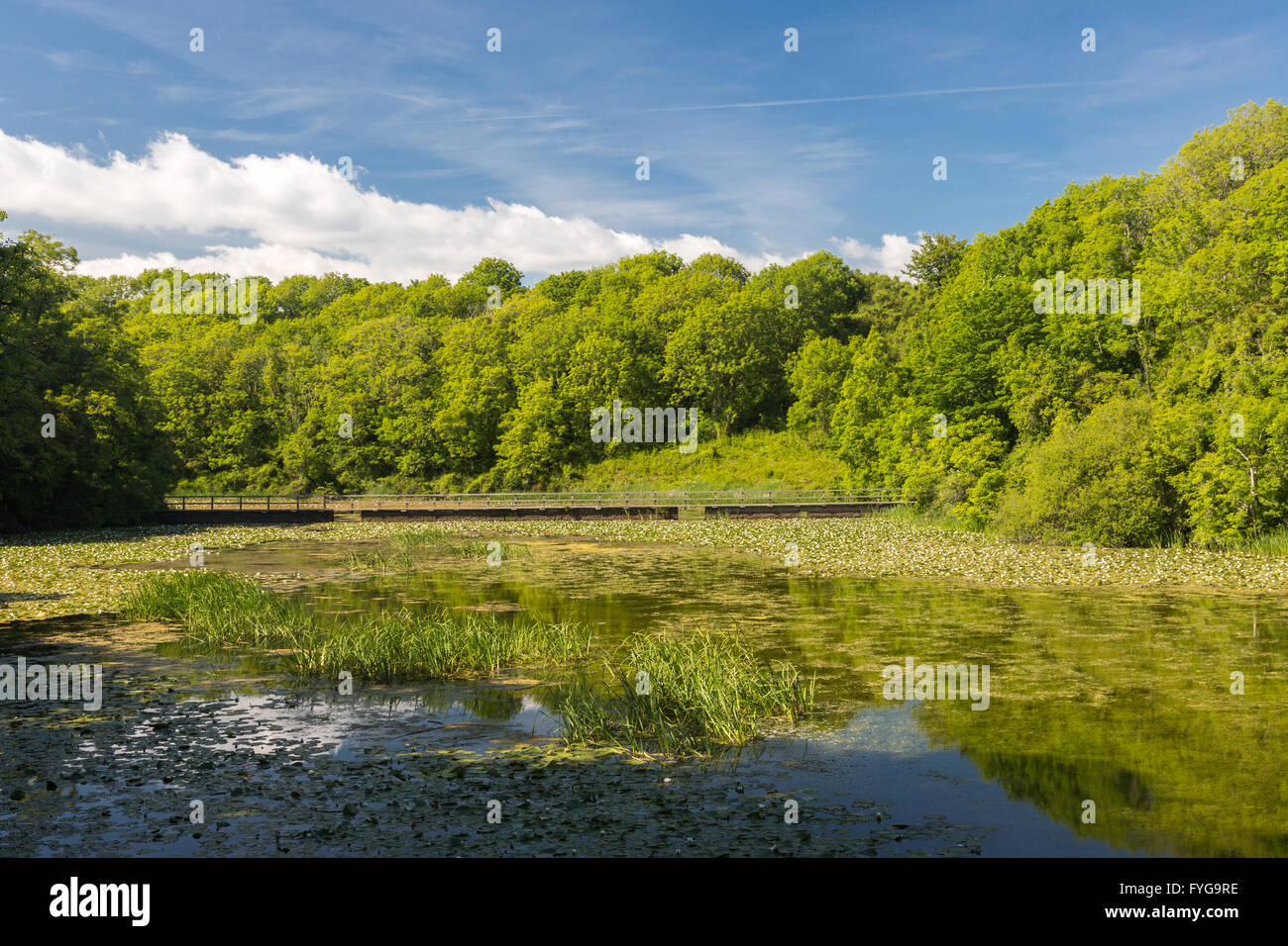 Bosherston Seerosenteichen - Pembrokeshire Stockfoto