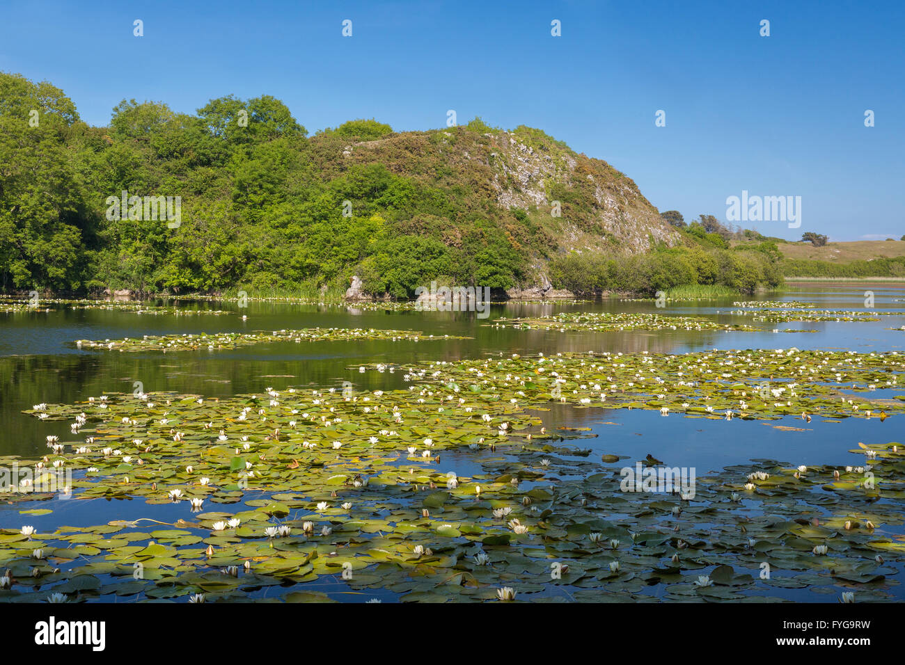 Bosherston Seerosenteichen - Pembrokeshire Stockfoto