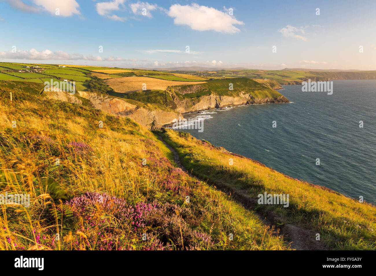 Coast Path in der Nähe von Ceibwr Bay an der Küste von Pembrokeshire Nord Stockfoto