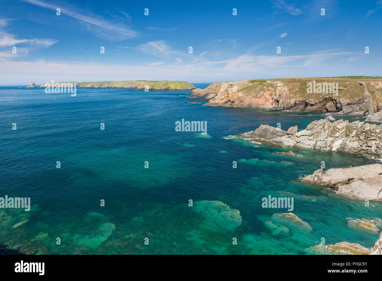 Rotwild-Park in der Nähe von Martins Haven auf Skomer - Pembrokeshire Stockfoto