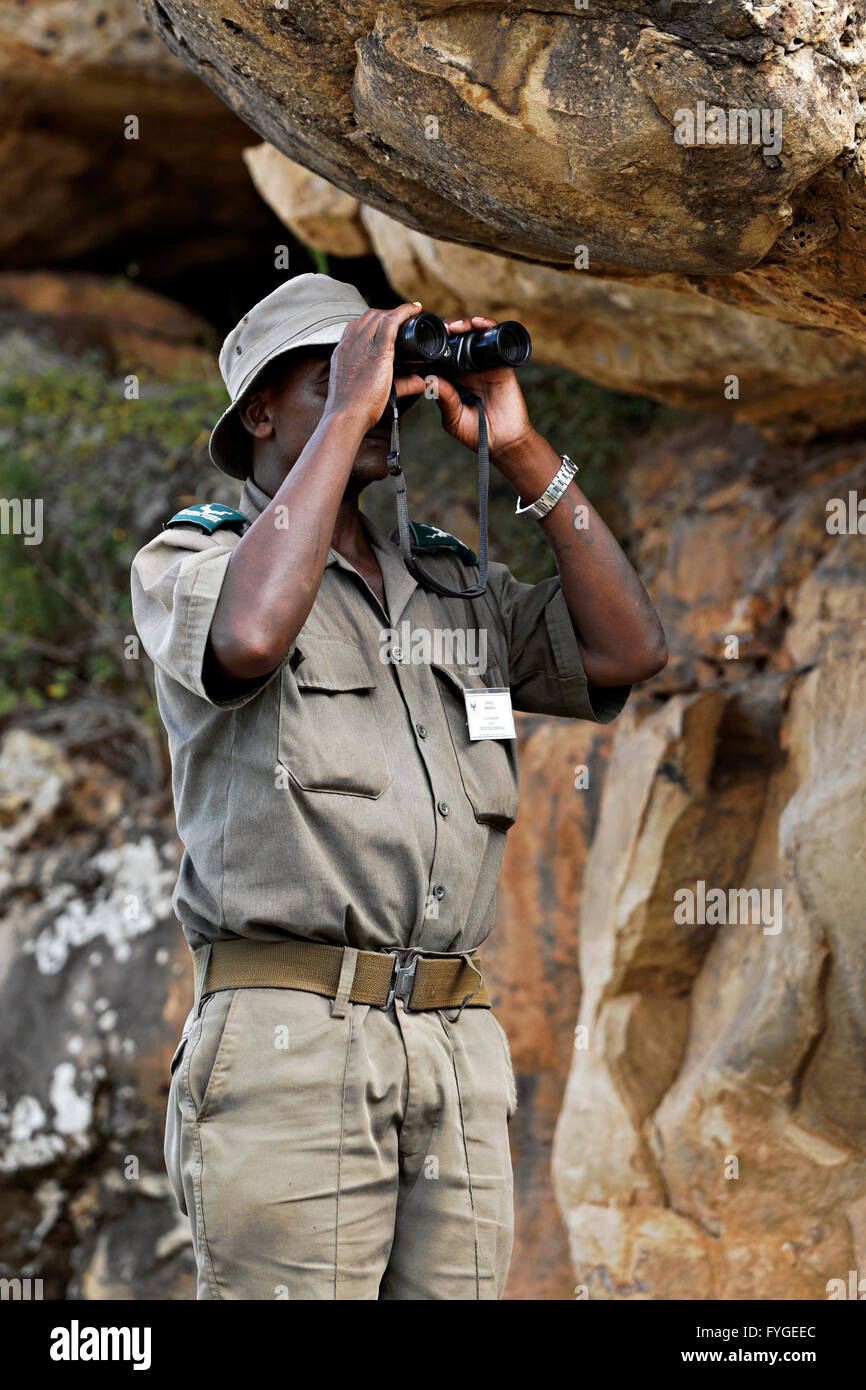 Porträt eines afrikanischen Bereich Rangers Durchsicht Fernglas, Krüger Nationalpark in Südafrika Stockfoto