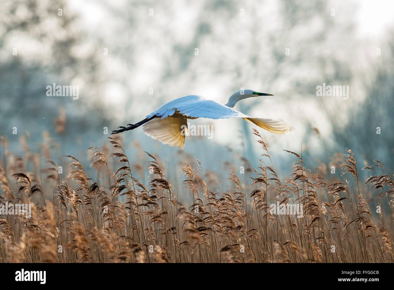 Ein Silberreiher gleiten über Schilf Stockfoto
