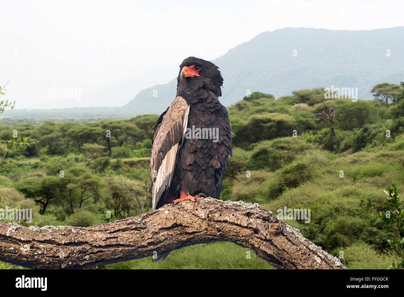 Bateleur (Terathopius Ecaudatus) Stockfoto