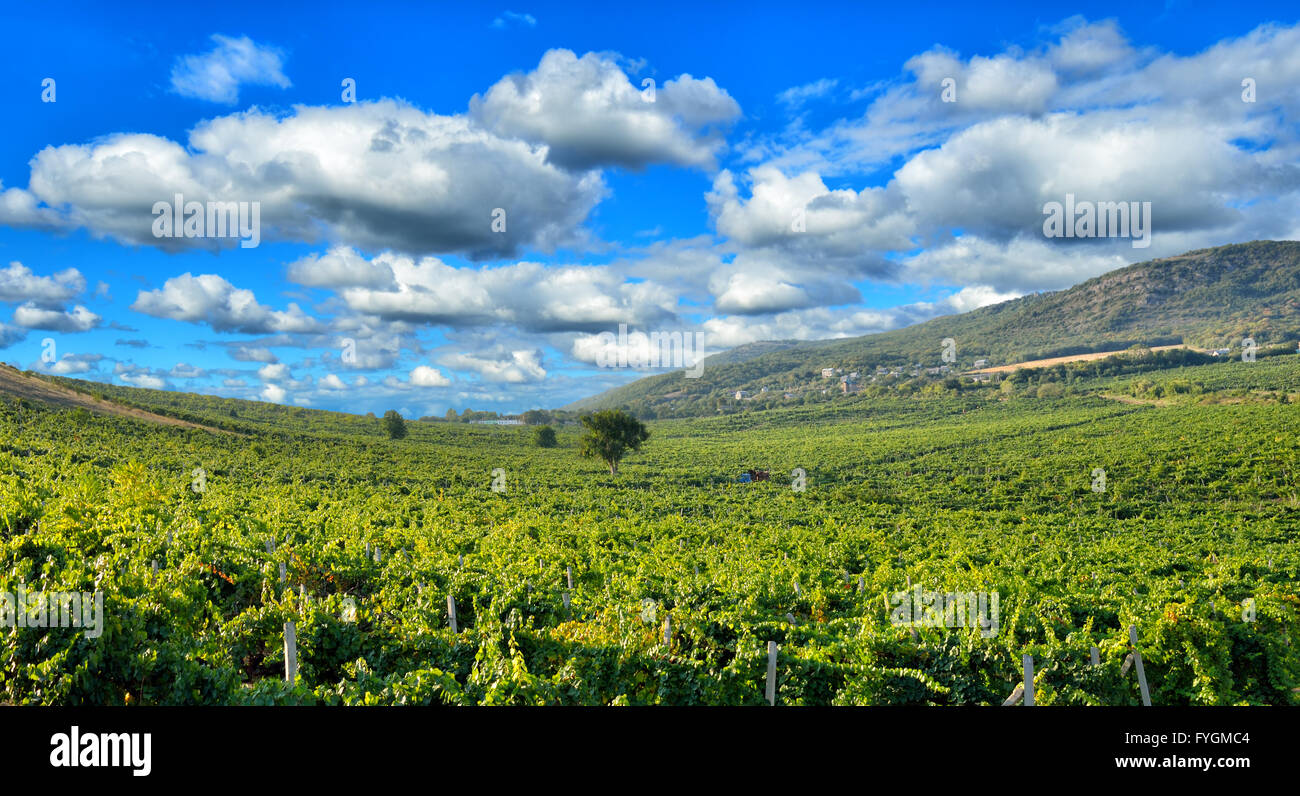 Die Abendsonne beleuchtet den Weinberg, umgeben von malerischen Bergen Stockfoto