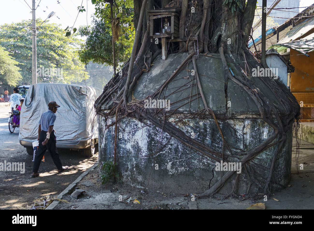 Betonsockel im Banyan Tree, Yangon, Myanmar Stockfoto