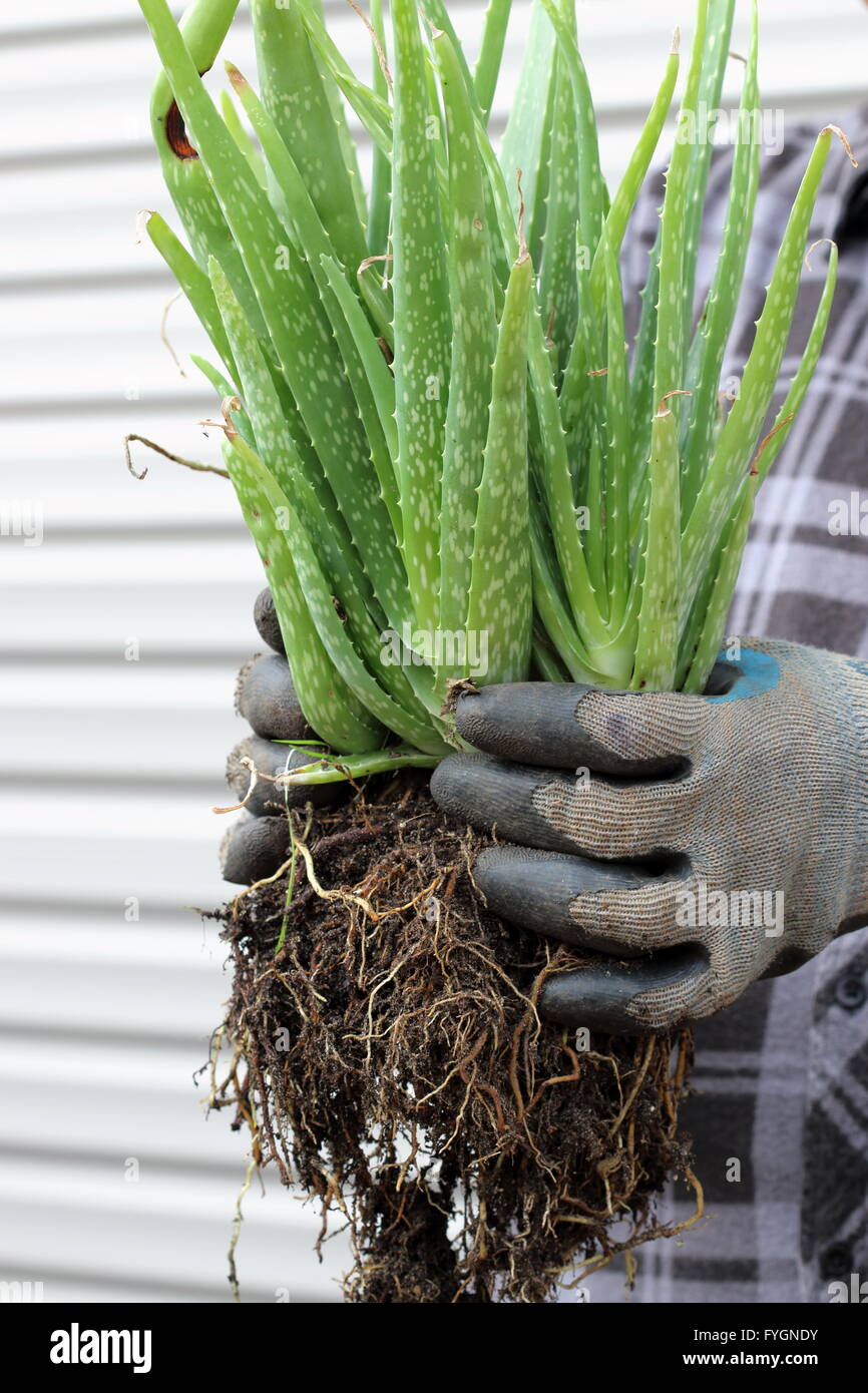 Hand mit Aloevera-Pflanzen - Nahaufnahme Stockfoto