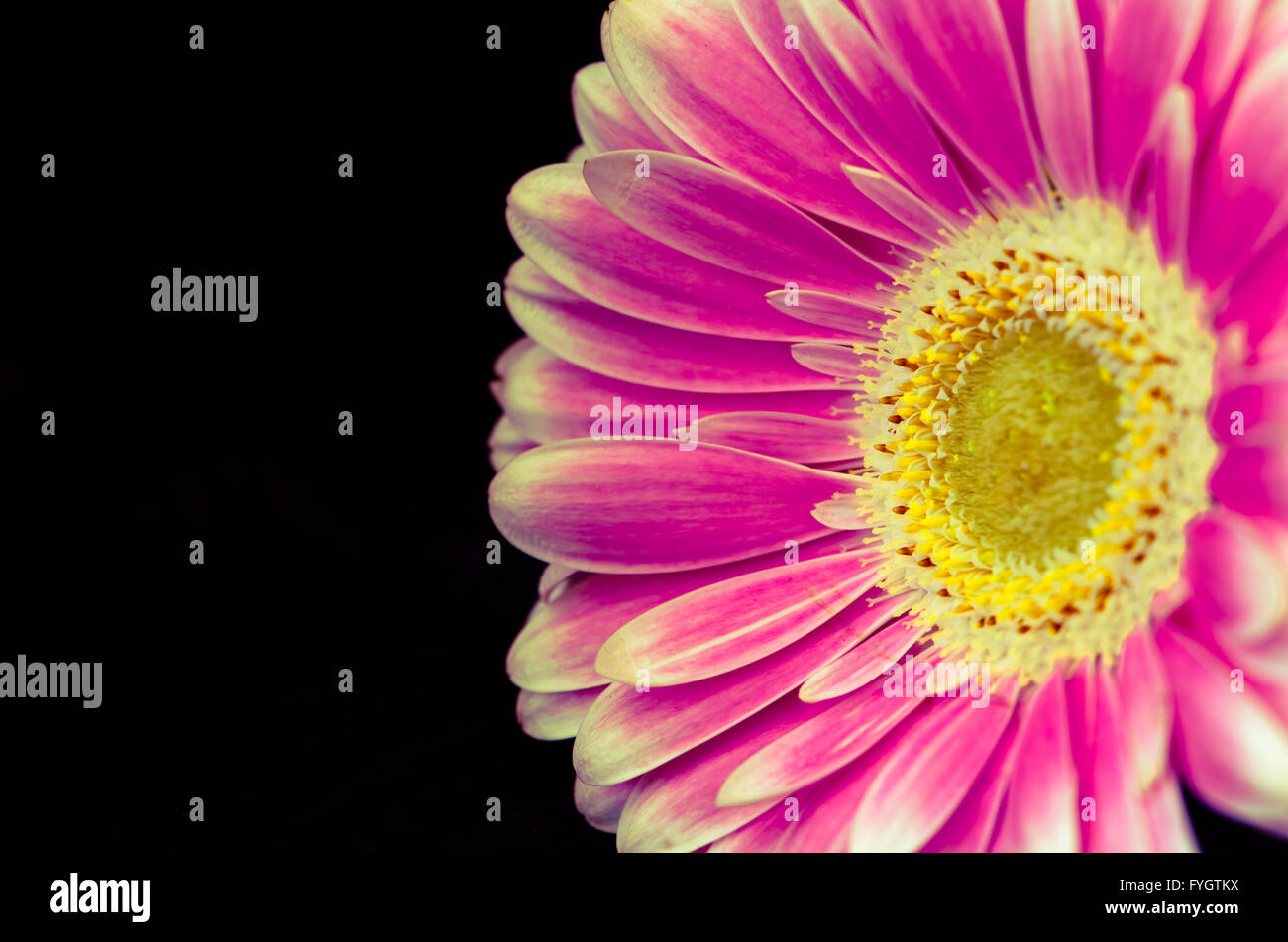 Detail der Blüte rosa Gerber vor schwarzem Hintergrund Stockfoto