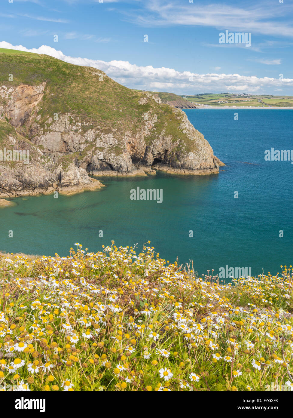 Porthmynawdd wilde Blumen blickt Newgale - Pembrokeshire Stockfoto