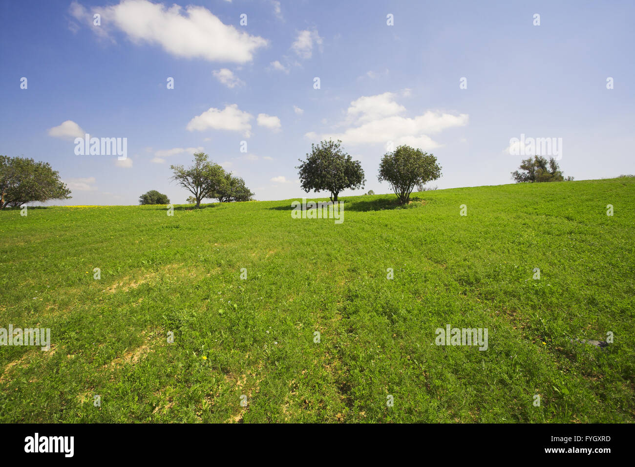 Kurzer Frühling auf Küste des Mittelmeeres - Grass, Kamillen und Bäume Stockfoto