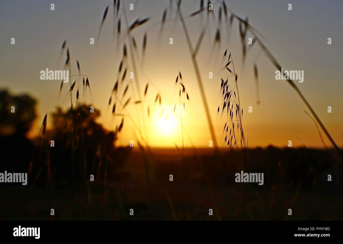 Sonnenuntergang Feld Anlage Landschaft Natur Wiese Blumen Sommer Rasen Hintergrund Frühling Himmel Sonnenlicht Sonne Saison Ruhe friedlich Stockfoto