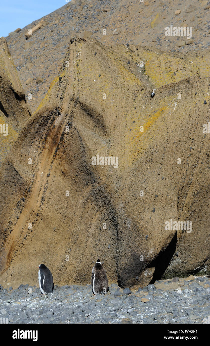 Gentoo Penguins (Pygoscelis Papua) am Strand von Brown Bluff stehen unter einer Klippe aus vulkanischem Gestein.  Braune Bluff, Antarktis Stockfoto