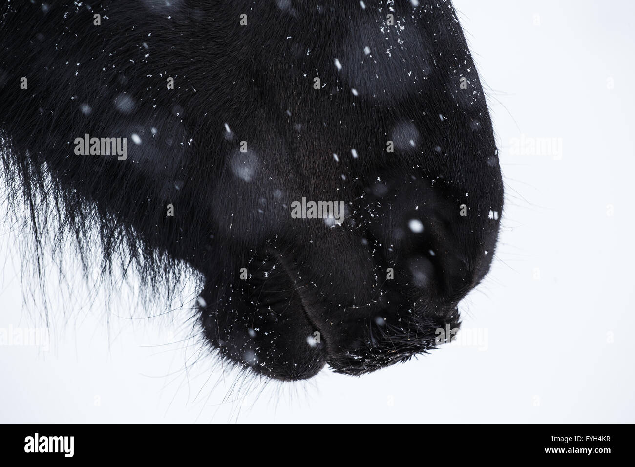Nase des Friesenpferdes und Schneeflocke hautnah Stockfoto
