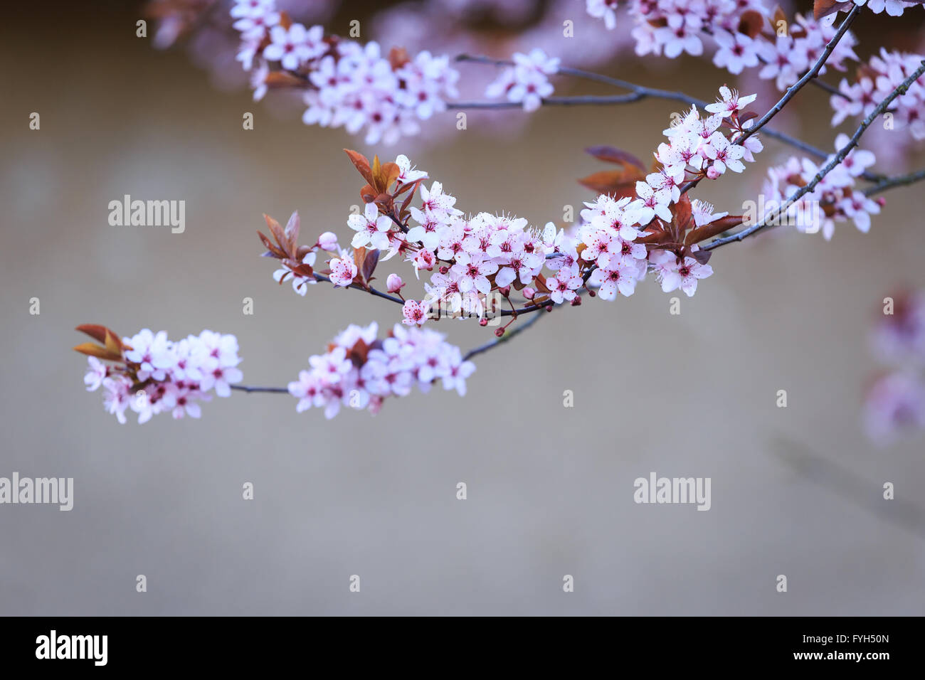 Blühender Zweig mit Blumen von Prunus Cerasifera. Frühling Blumen Hintergrund. Stockfoto