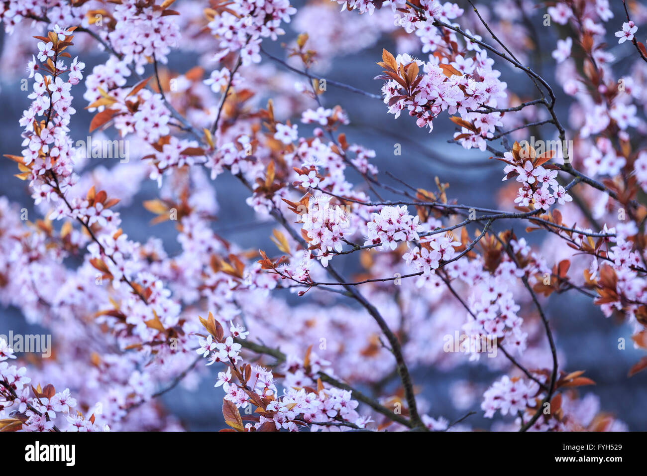 Blühender Zweig mit Blumen von Prunus Cerasifera. Frühling Blumen Hintergrund. Stockfoto