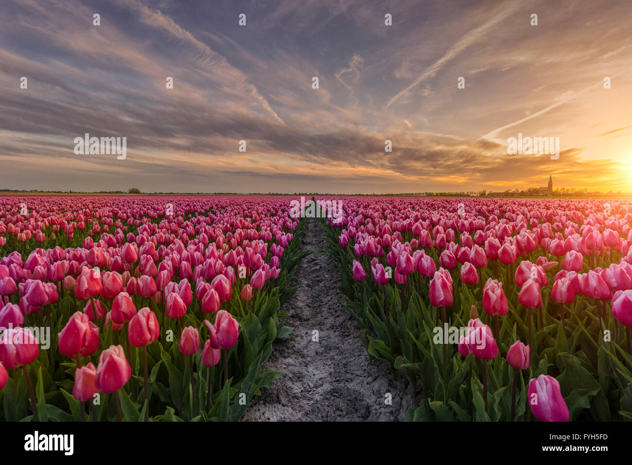 Sonnenuntergang von einem schönen Tulpenfeld in den Niederlanden im Frühjahr. Stockfoto