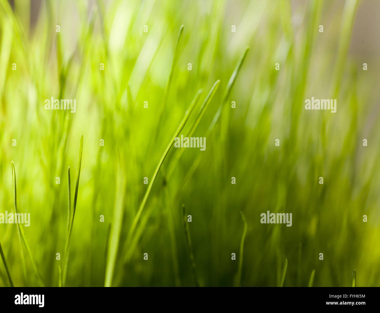 Grüne Wiese mit Tau auf einem klingen. Flachen DOF Stockfoto