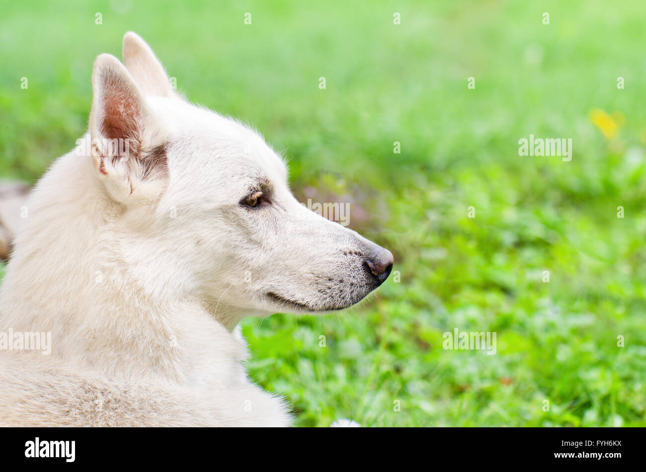 Ein Porträt im Profil von einem weißen Hund, Nahaufnahme Stockfoto