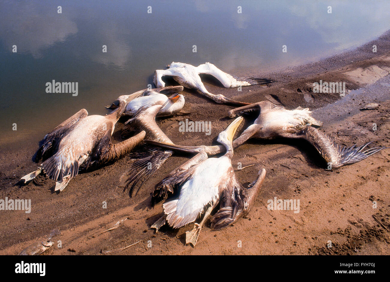 Pelikane von wütenden Fisch Züchter getötet. Pelikane verbrauchen eine große Menge von Fischen in den Pools und als Bedrohung angesehen und eine Stockfoto