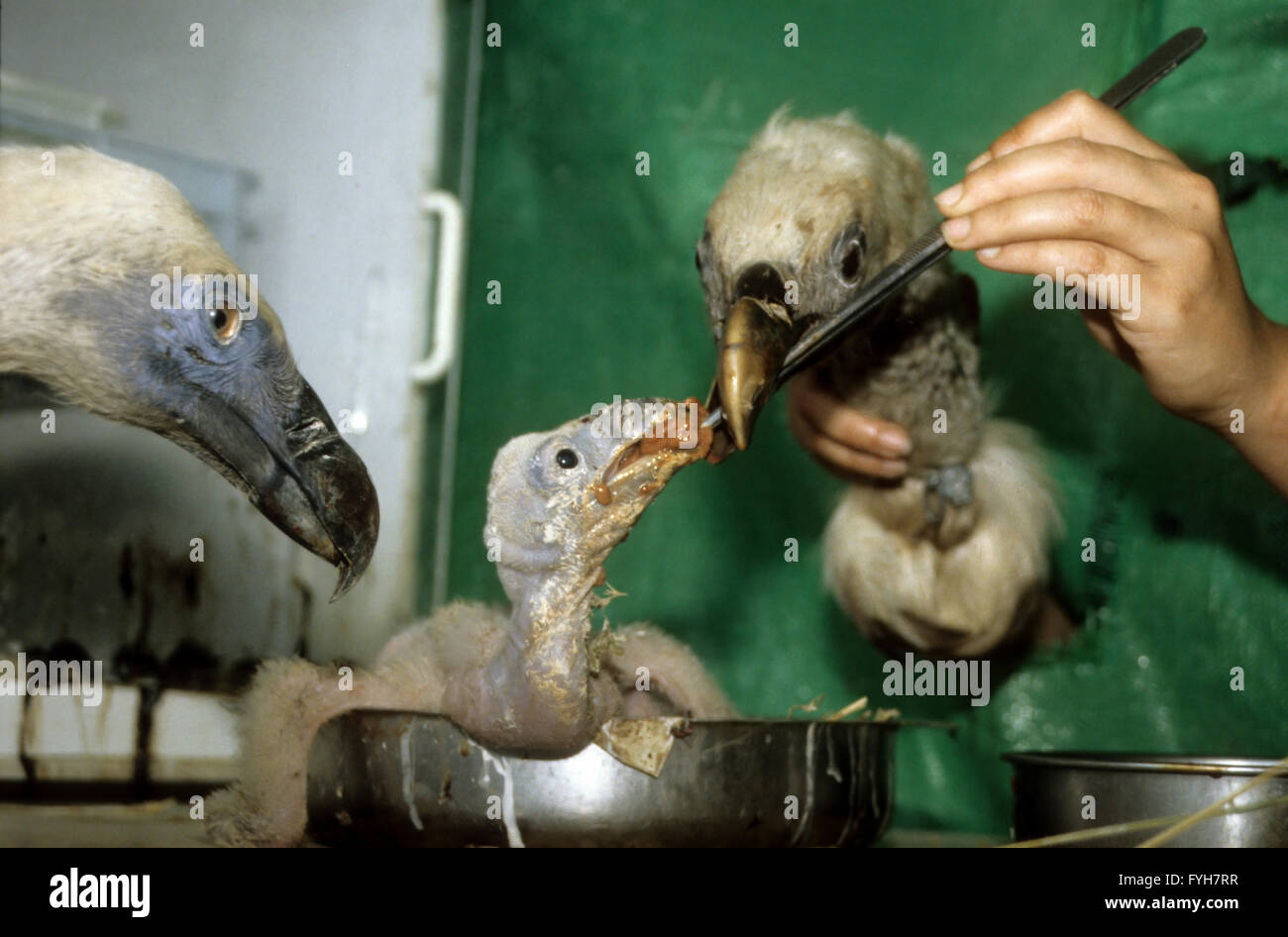 Wissenschaftler verwenden gefälschte Vogelköpfe zu füttern und züchten Gänsegeier (abgeschottet Fulvus) junge Küken Stockfoto