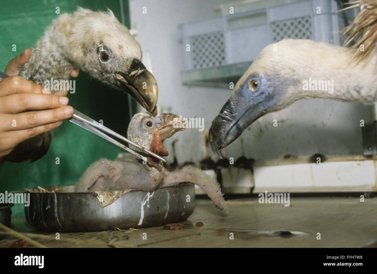 Wissenschaftler verwenden gefälschte Vogelköpfe zu füttern und züchten Gänsegeier (abgeschottet Fulvus) junge Küken Stockfoto