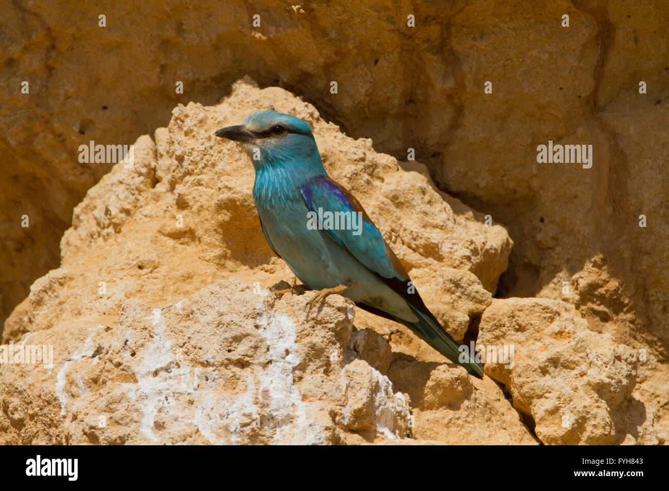 Blauracke (Coracias Garrulus) auf einem Ast. Diese Zugvogel ist der einzige Roller Vogel Familienmitglied zu züchten in Europa. Es Stockfoto