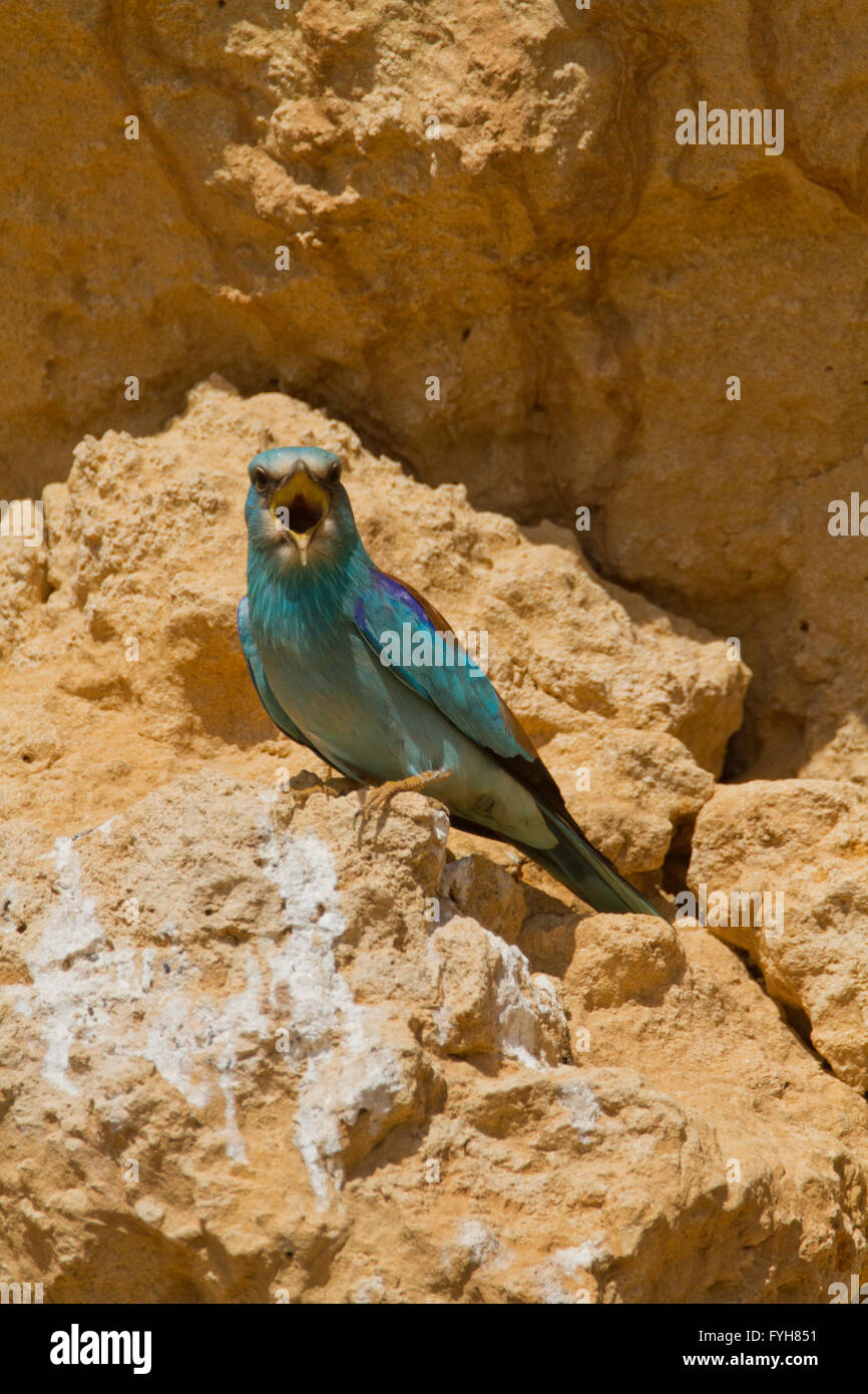 Blauracke (Coracias Garrulus) auf einem Ast. Diese Zugvogel ist der einzige Roller Vogel Familienmitglied zu züchten in Europa. Es Stockfoto