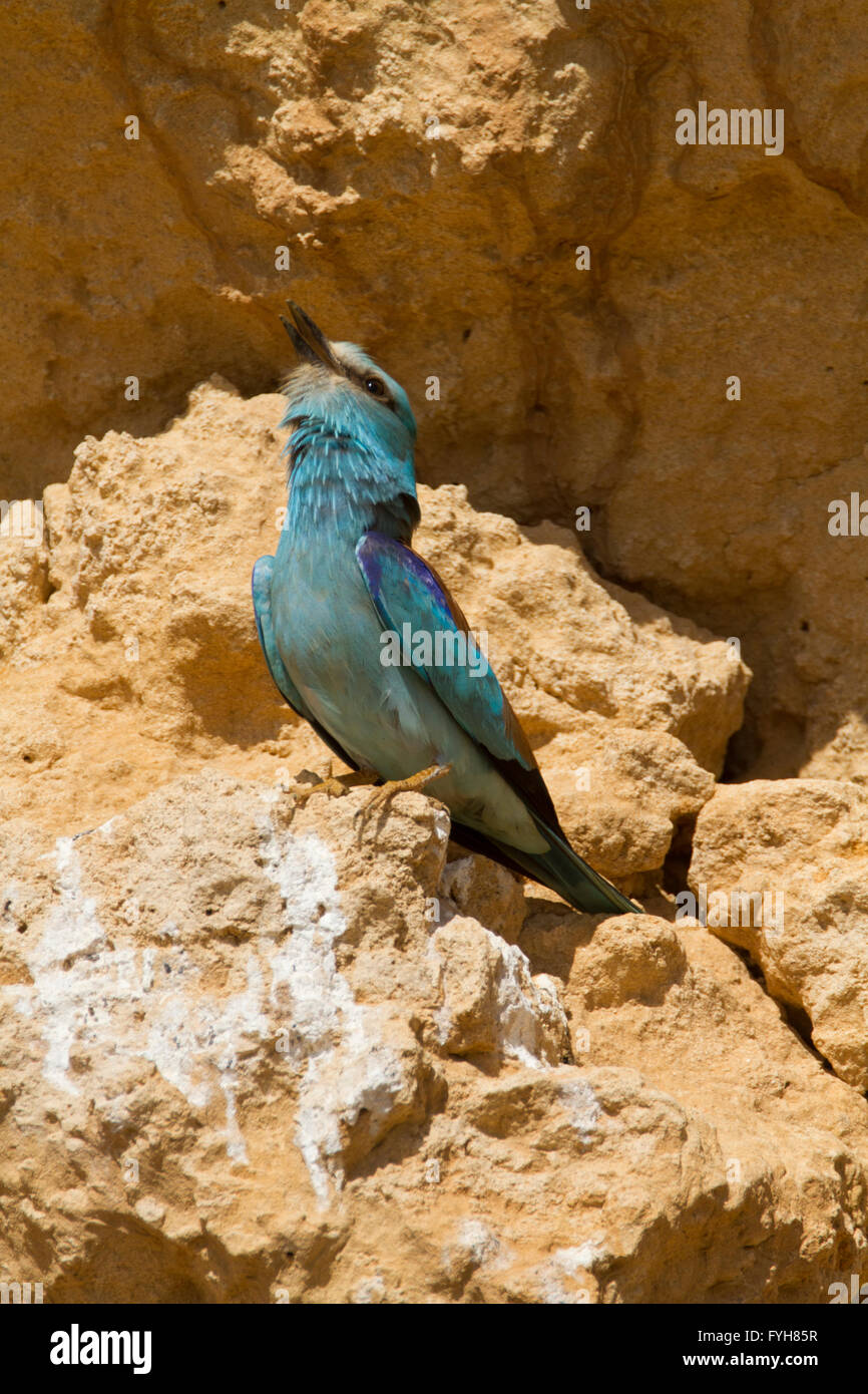 Blauracke (Coracias Garrulus) auf einem Ast. Diese Zugvogel ist der einzige Roller Vogel Familienmitglied zu züchten in Europa. Es Stockfoto