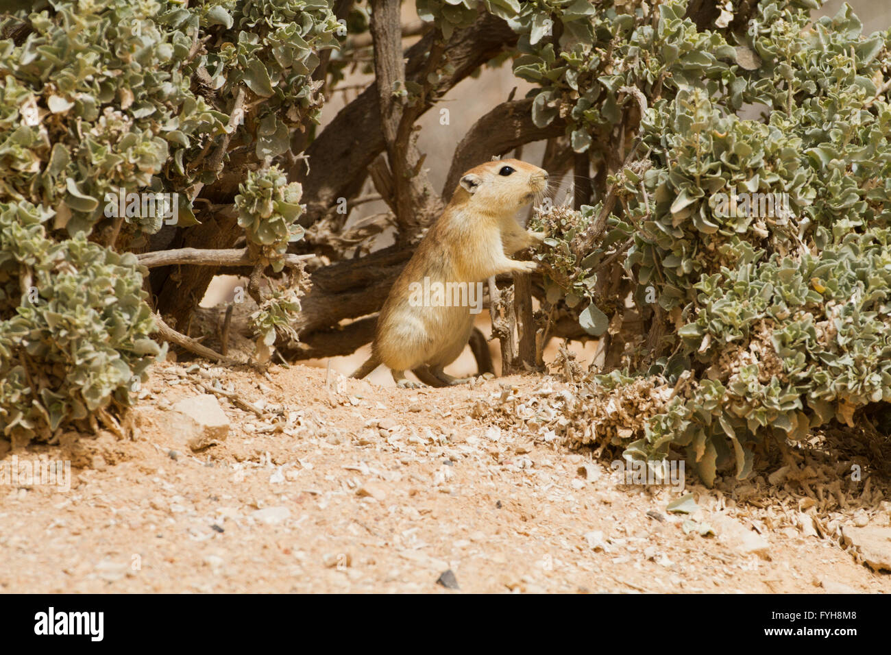 Fette Sand Ratte (Psammomys Obesus). Das terrestrische Nagetier findet sich vor allem in Nordafrika und dem Nahen Osten, von Mauri Stockfoto