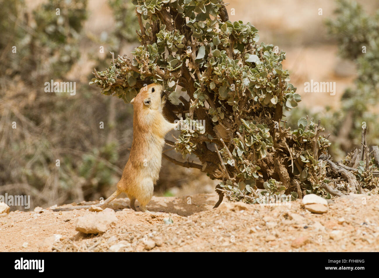 Fette Sand Ratte (Psammomys Obesus). Das terrestrische Nagetier findet sich vor allem in Nordafrika und dem Nahen Osten, von Mauri Stockfoto