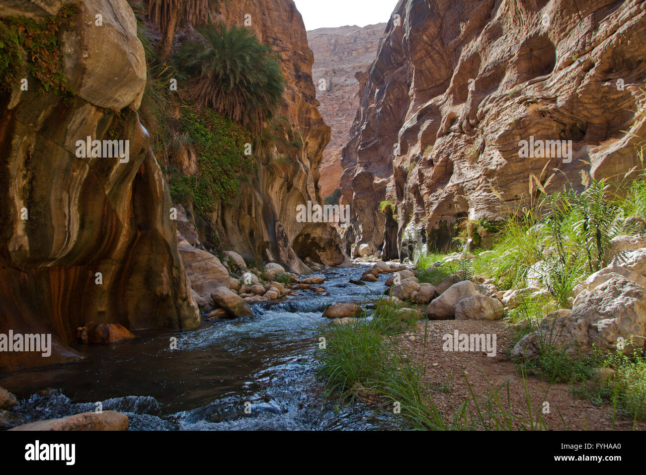 Wadi Zered (Wadi Hassa oder Hasa) im westlichen Jordanien. Ein Sand Stone Canyon mit Frash fließendes Wasser Stockfoto