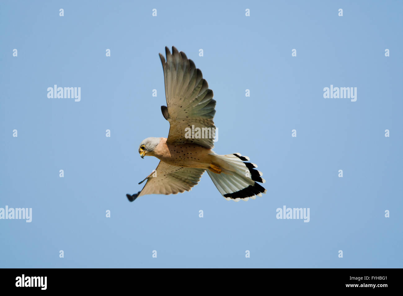 Geringerem Turmfalke (Falco Naumanni) männlich im blauen Himmel fliegen. Diese Art Rassen aus dem Mittelmeerraum über südlichen Zentralasien Stockfoto
