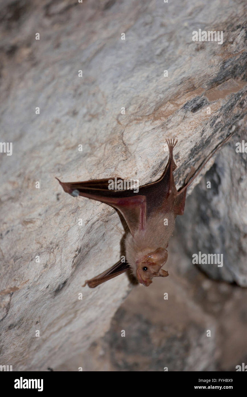 Weniger Mouse-Tailed Bat (Rhinopoma Hardwickii) an einer Höhlenwand, fotografiert in Golanhöhen, Israel Stockfoto