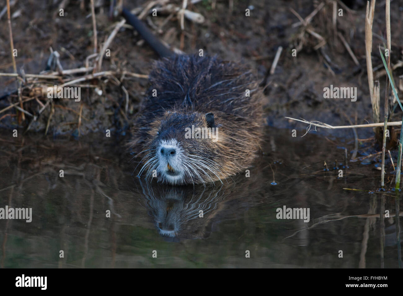 Nutrias oder Nutria (Biber brummeln) Israel, Hula-Tal Stockfoto