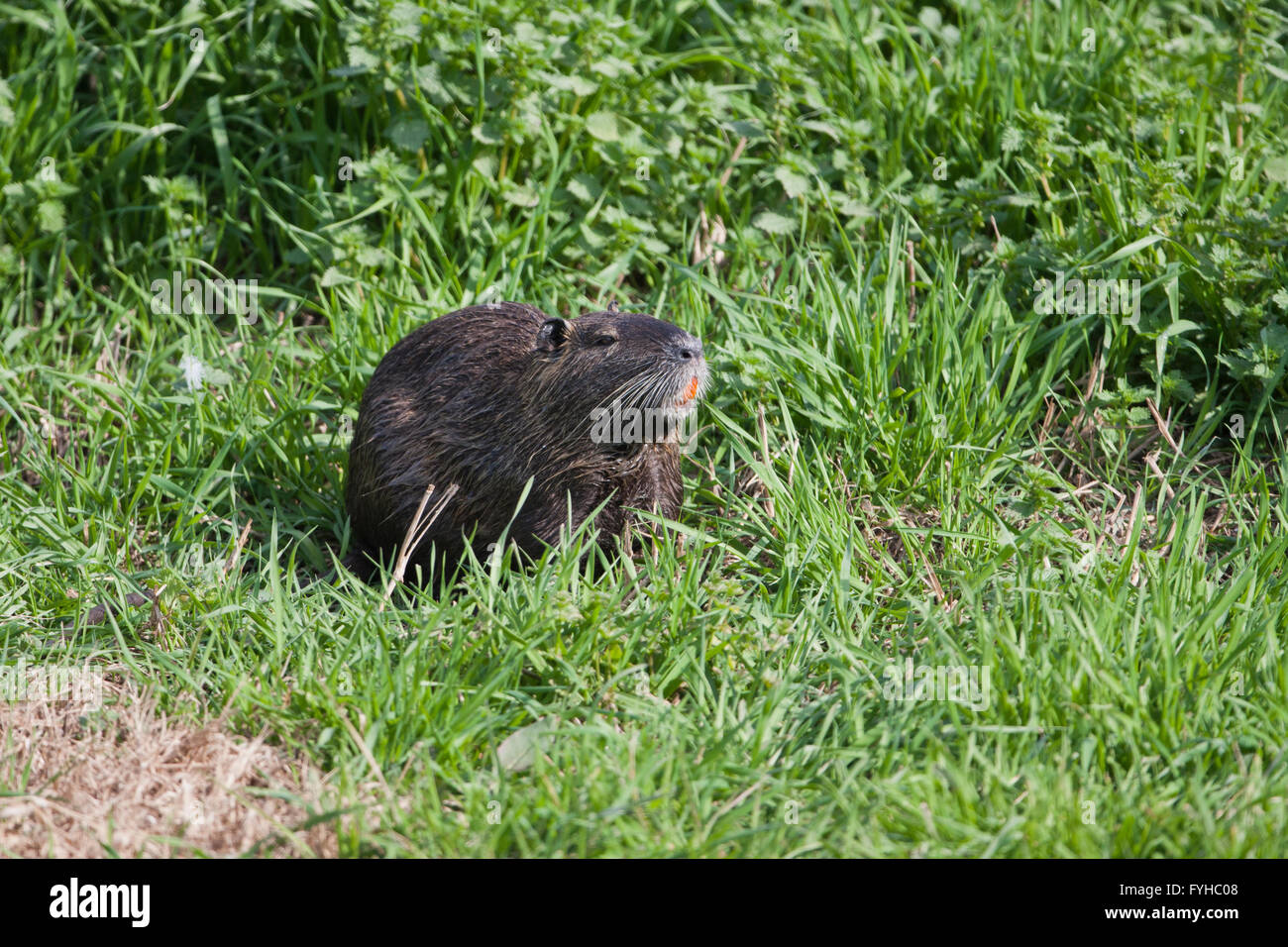 Nutrias oder Nutria (Biber brummeln) Israel, Hula-Tal Stockfoto