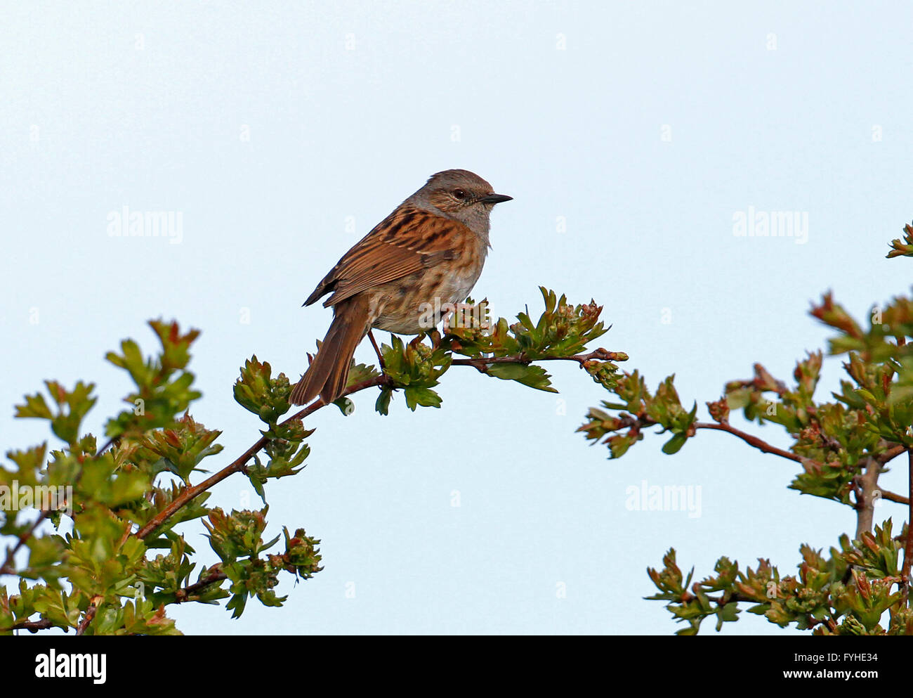 Heckenbraunelle (Prunella Modularis) thront auf Hecke Stockfoto