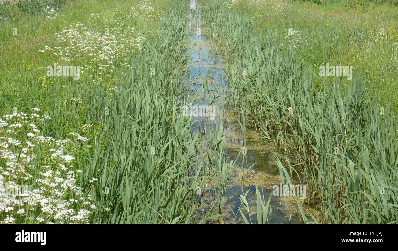 Graben, bewachsen mit Wasserpflanzen Rhyne, Rhein oder Rhyne genannt. Stockfoto