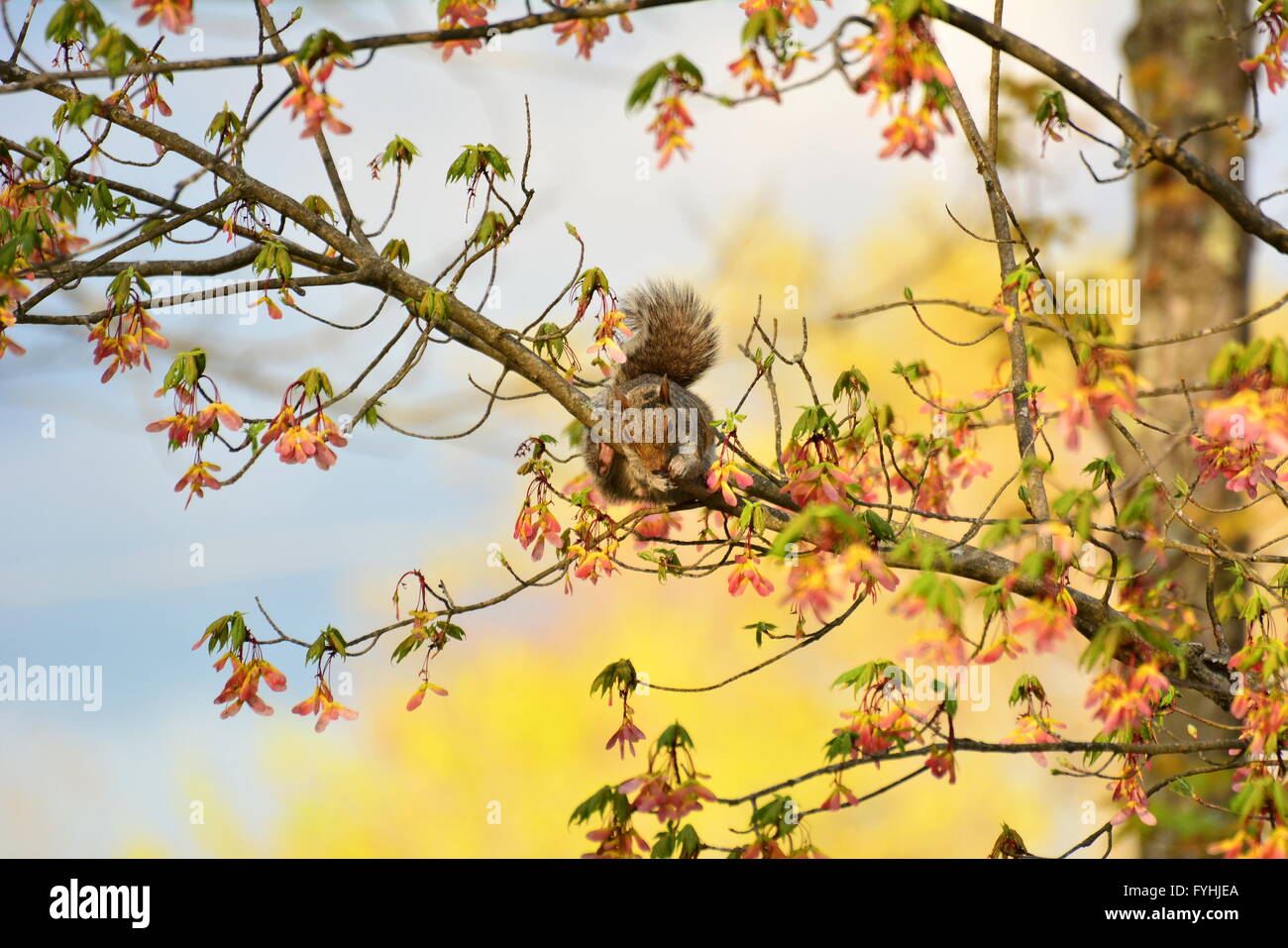 Eichhörnchen füttern im Baum Stockfoto