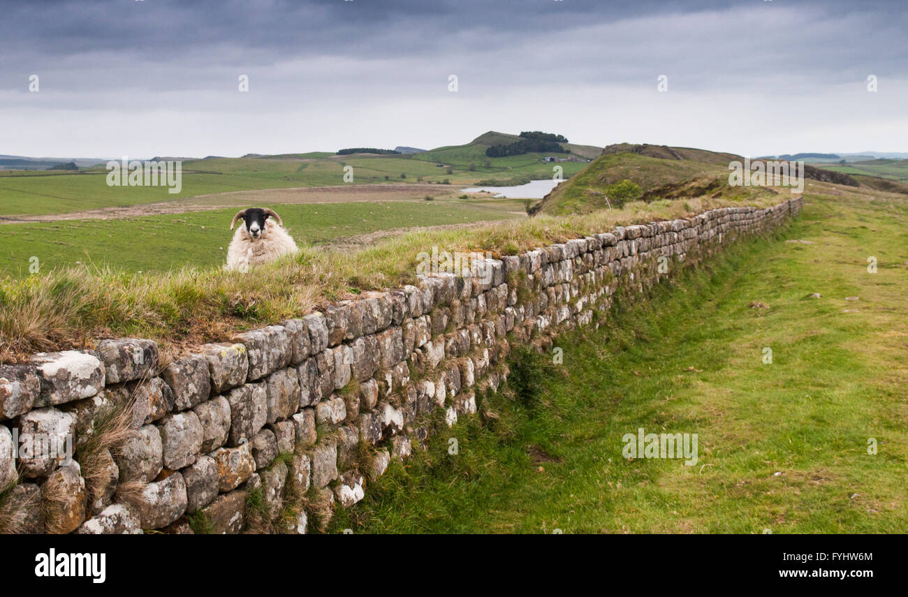 Ein Mutterschaf blickte über Hadrianswall, Blick von Norden nach Süden der ikonischen Grenzlinie. Stockfoto