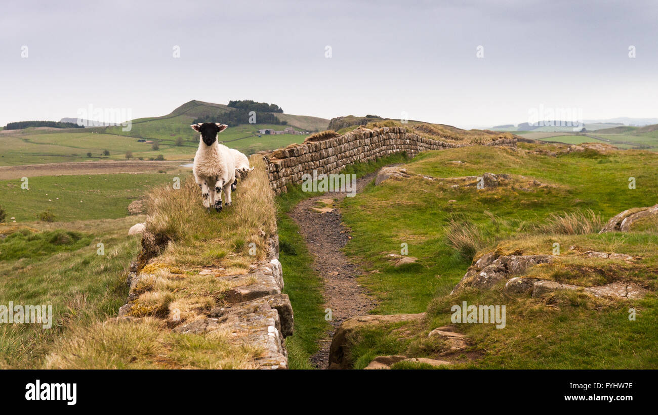 Eine Familie von Schafen spielen am Hadrianswall in Northumberland. Stockfoto