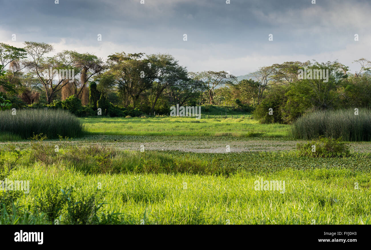 Üppige grüne Sümpfe im Süden der Insel Jamaika, Karibik. Stockfoto