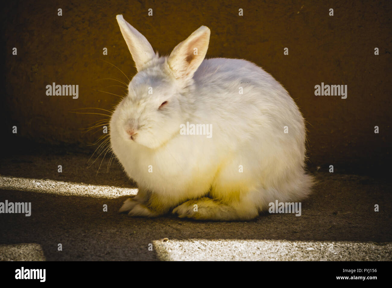 Flauschige Hasen, kleine Säugetier in einem Zoo park Stockfoto
