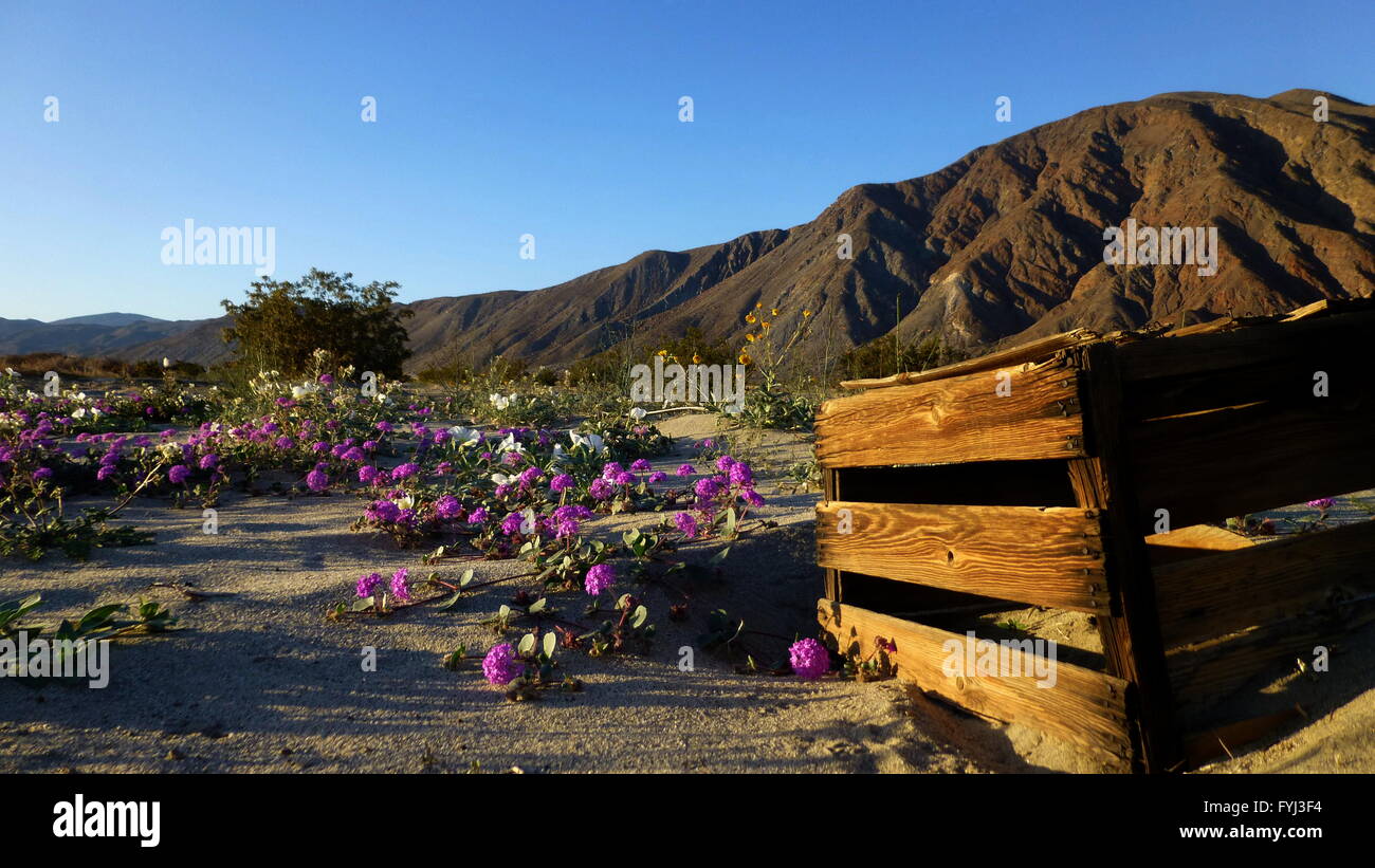 Alte Holzkiste mit im Bett von Blumen vor Coyote Berg Sonnenuntergang Stockfoto